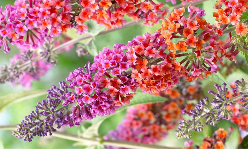 Image 1: Bicolour Flowered Butterfly Bush