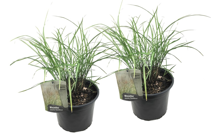 Image 3: Plante "Miscanthus Gracilimus"