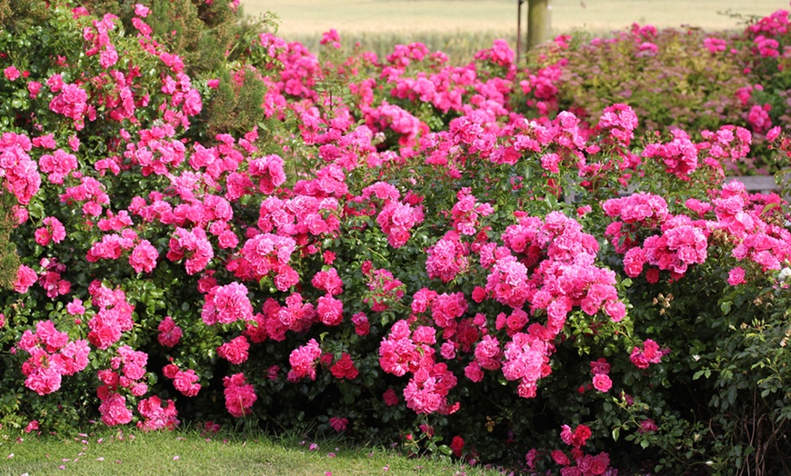 Image 1: Rose Flower Carpet Pink -1, 3 or 5 Plants in 3-Litre Pots