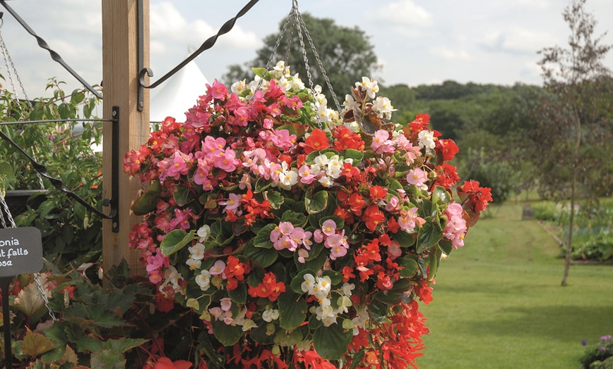 Image 4: Pack of 15 or 30 Begonia Garden Ready Plants