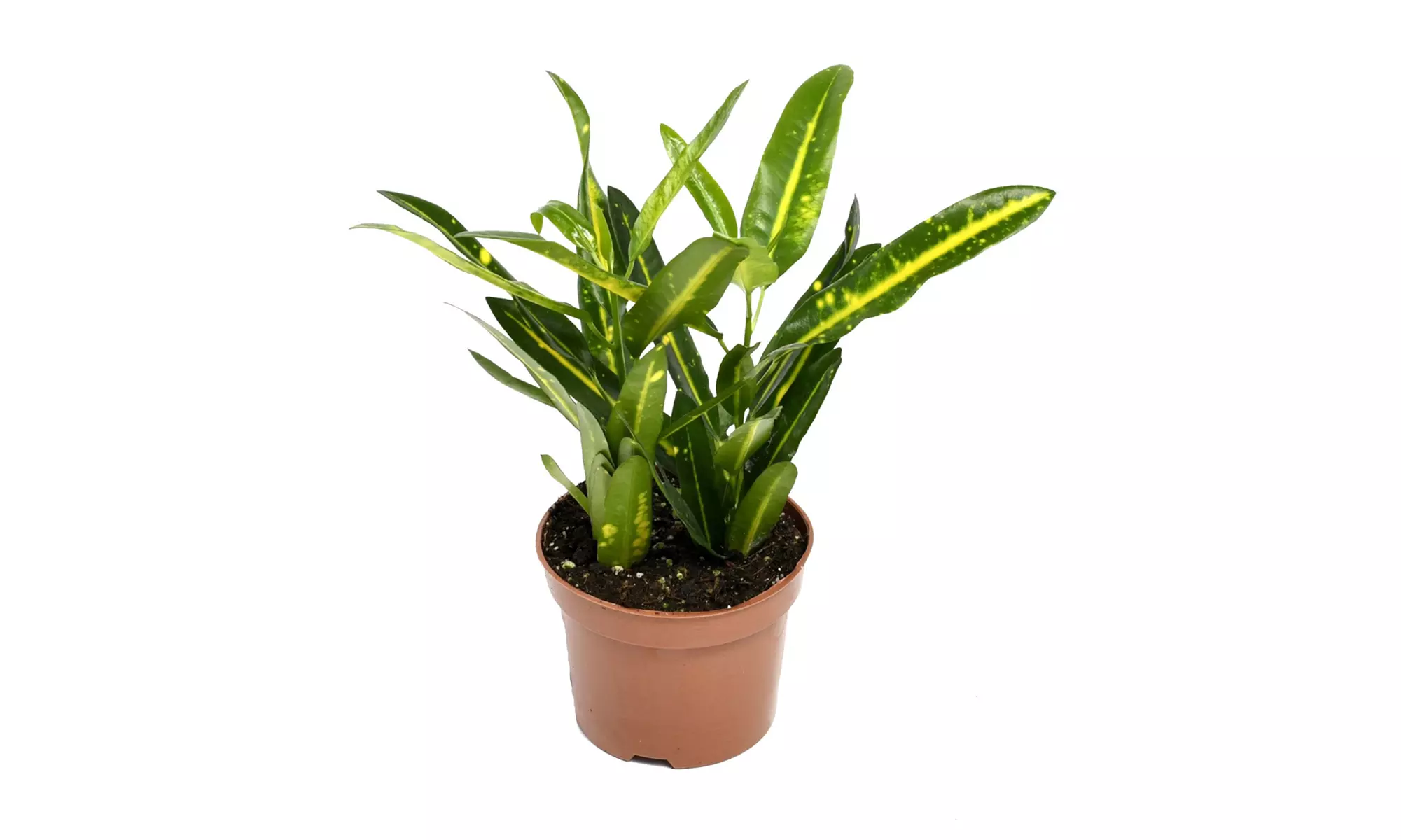 4  plantas de interior