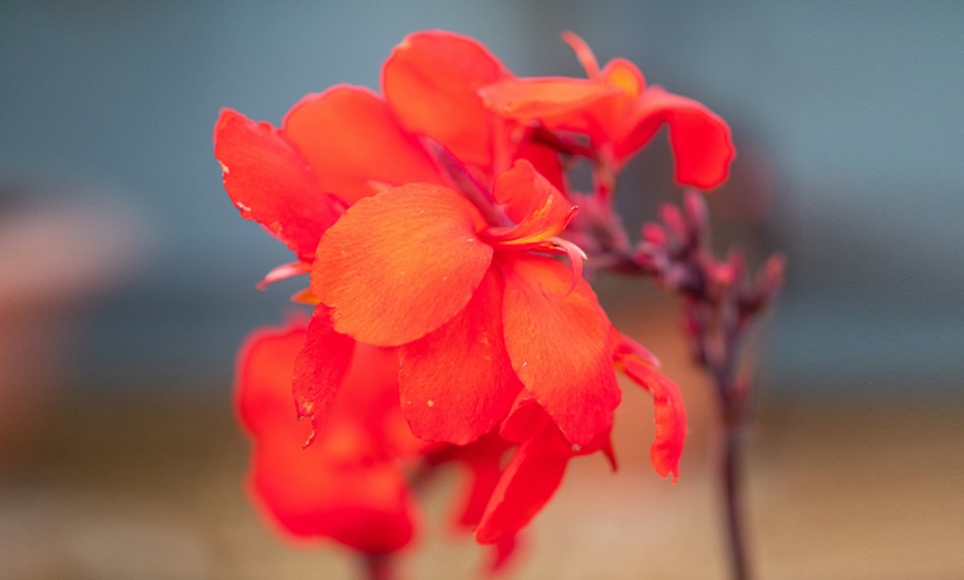 Image 8: Canna Cannova Bronze Orange or Scarlet Potted Plants