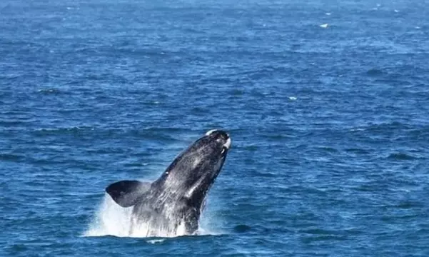 Full-Day Island Safari + Lunch