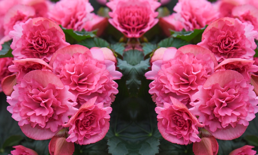 Image 4: Begonia Elatior 'Frivola Pink' - 3 or 6 Plants