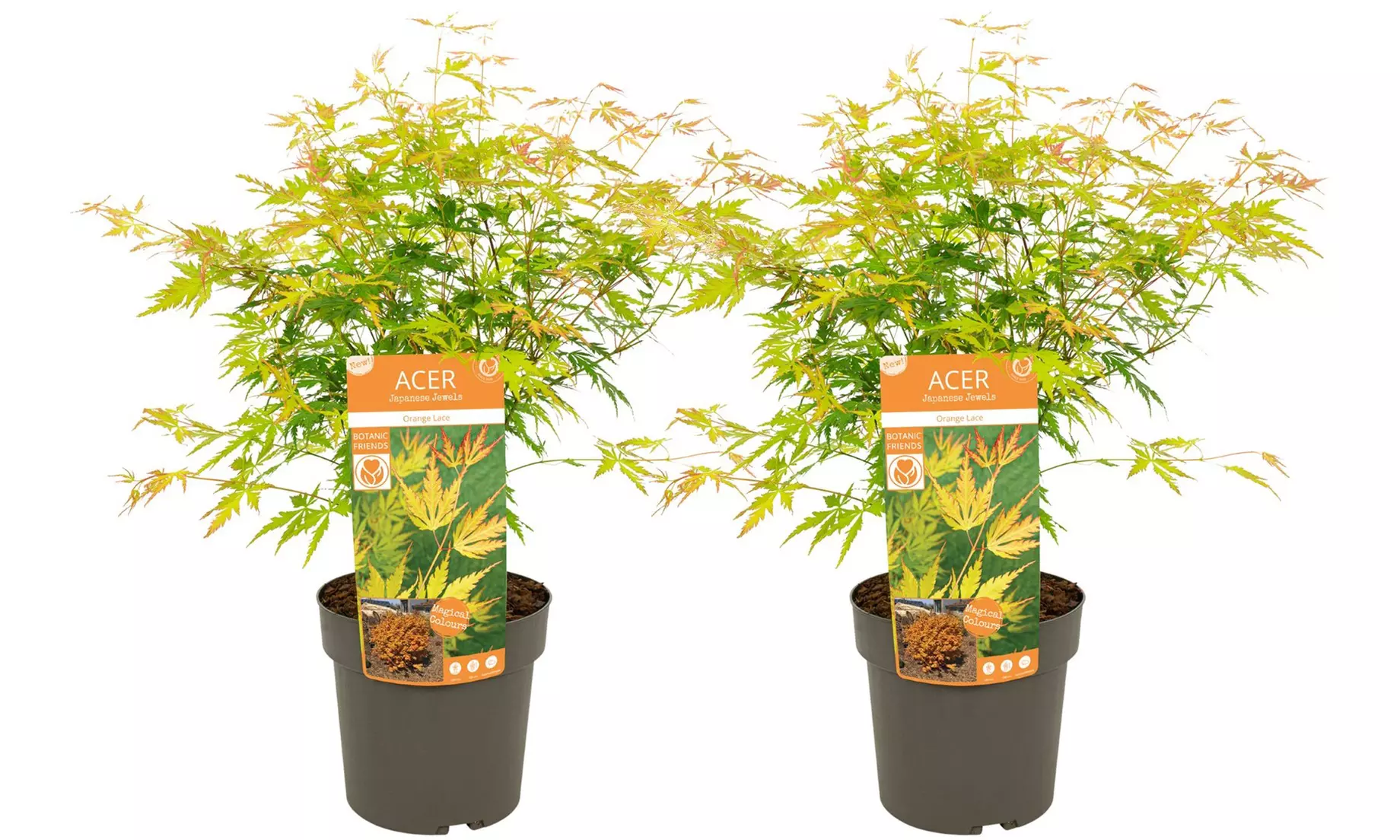 1x oder 2x Fächerahorn (Acer palmatum) ‘Orange Lace’ - Second Medium