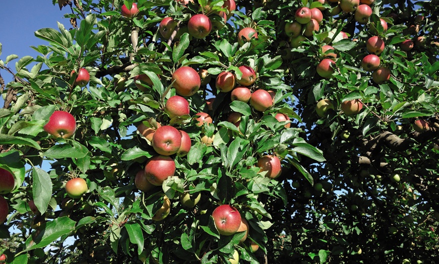 Image 3: Fruit Tree Dwarf Patio Collection - 3 Potted Plants