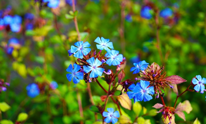 Image 1: Ceratostigma Summer Skies – 1, 3 or 5 Potted Plants


