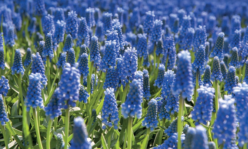 Image 6: 200 Mixed Spring Flowering Bulb Collection