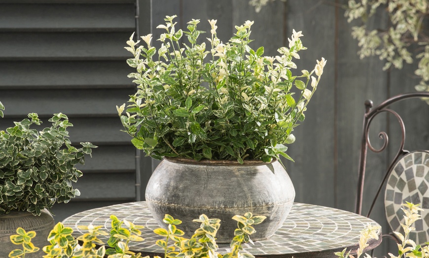 Image 1: Conjunto de plantas de Euonymus 'Harlequin' Cardinal's hat