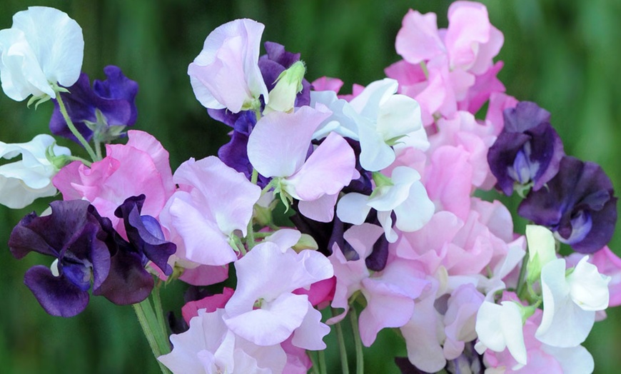 Image 1: Sweet Pea 'Scent Infusion' Premium Multisown Plug Plants