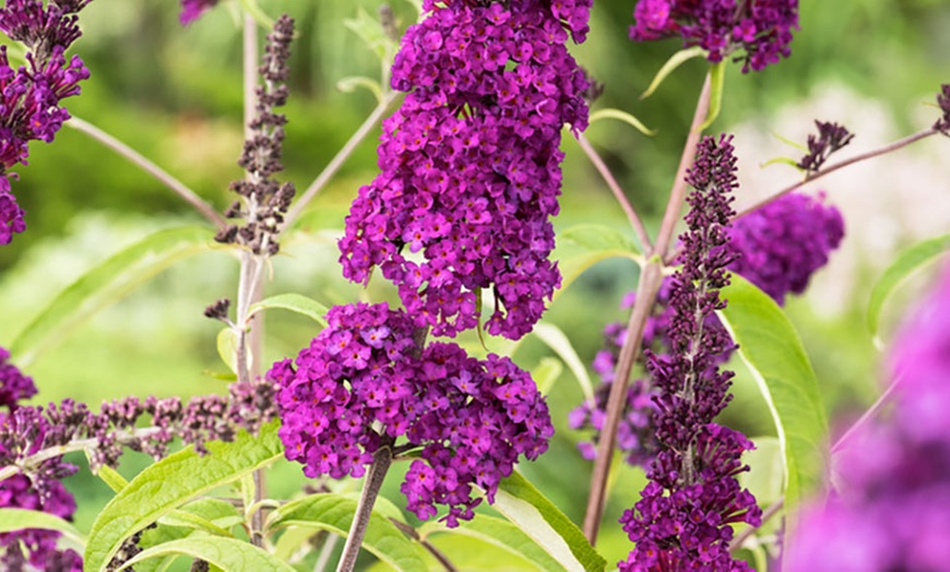 Image 5: Set di 3 Buddleja davidii Butterfly Bush