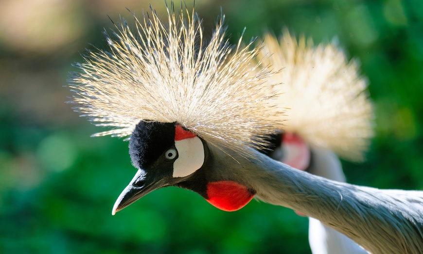 Image 17: Rencontrez la faune du monde entier au Touroparc Zoo