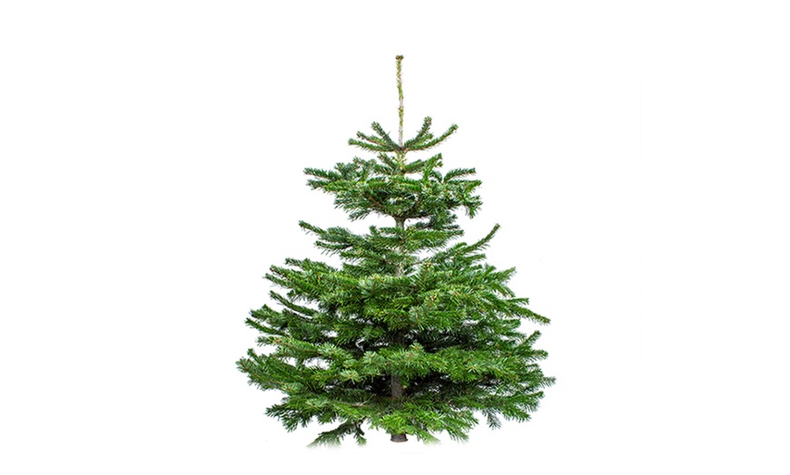 Image 2: Real Nordmann Fir Christmas Tree