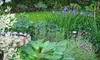 Eco-friendly Lawn-Care Services from The Garden Company. Two Options Available.
