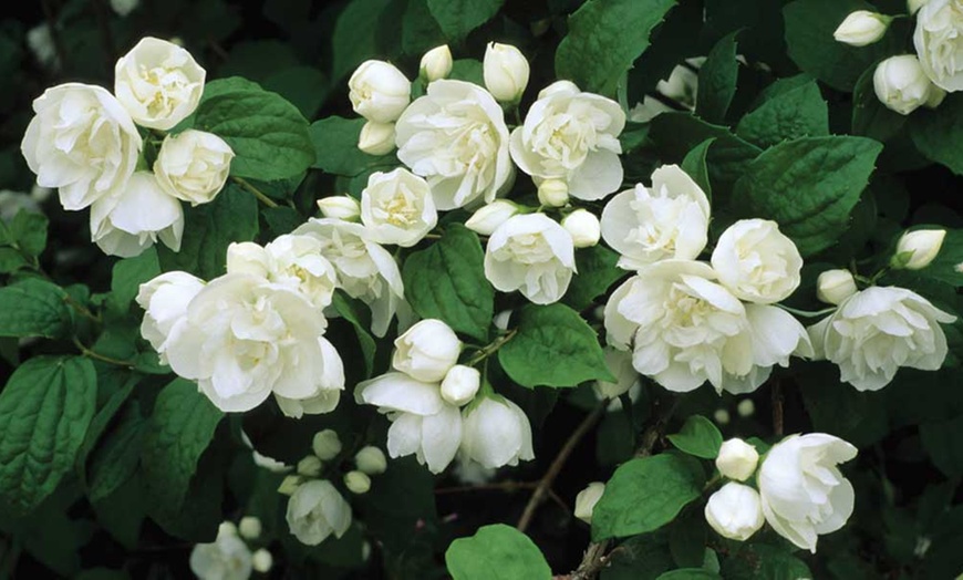 Image 1: Mock Orange Belle Etoile Shrub