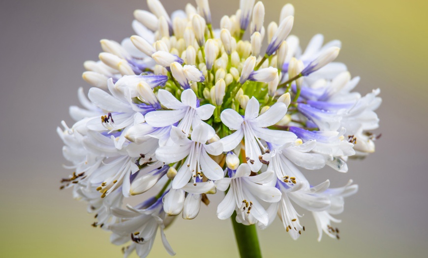 Image 4: Two or Four Summer-Flowering Agapanthus Duo Plants 9cm