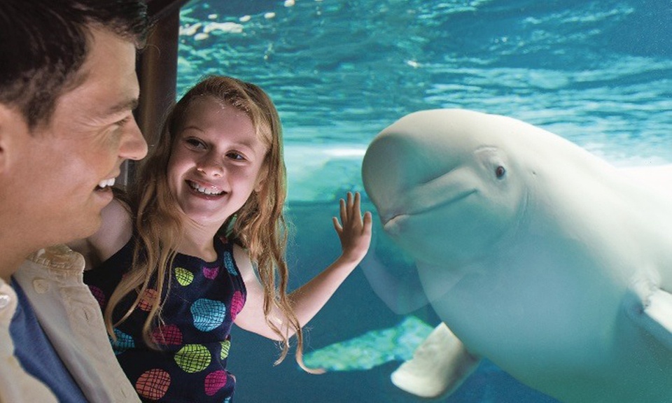 Summer Sale!  SeaWorld Tickets, Fun Cards & More! 63% Off