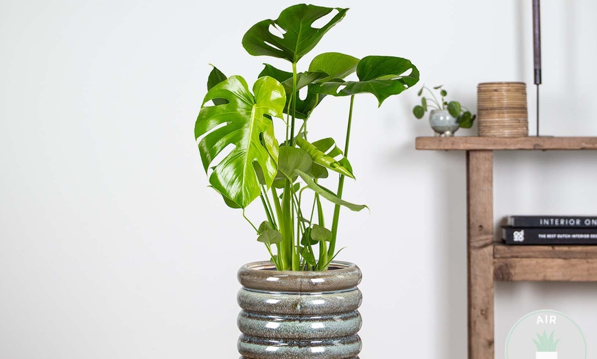 Image 2: Plante Monstera Deliciosa 