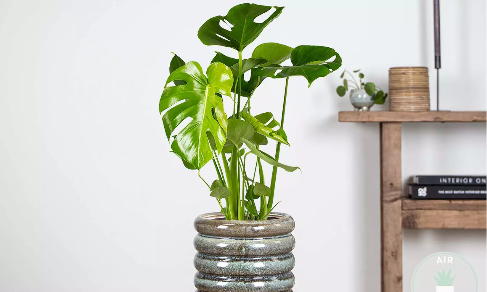 1 o 2 piante Monstera Deliciosa