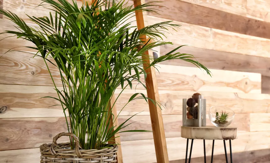 Image 5: Gouden fruitpalm en Mexicaanse dwergpalm