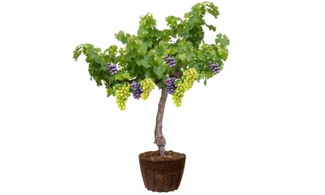 Set di 2 o 4 viti in bianco (Aurore e Sauvignon) e / o blu (Moscato di Amburgo e Merlot)