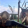 Image 3: Enjoy the Magic Of Meeting Santa and His Reindeer / Farm Visit!