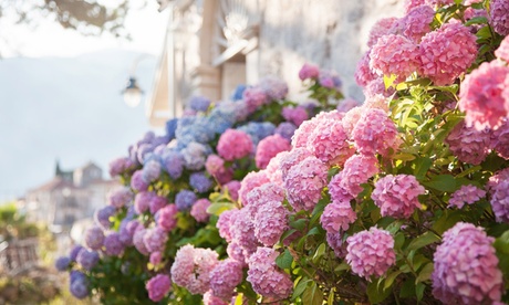 Set di 3 Hydrangea Macrophylla XL in 3 colori con spedizione gratuita