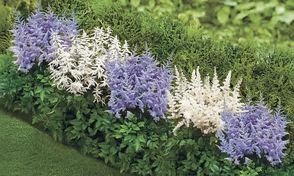 Blueberry Frosting Astilbe Duo Bare Roots (5-Pack) - Primary Image