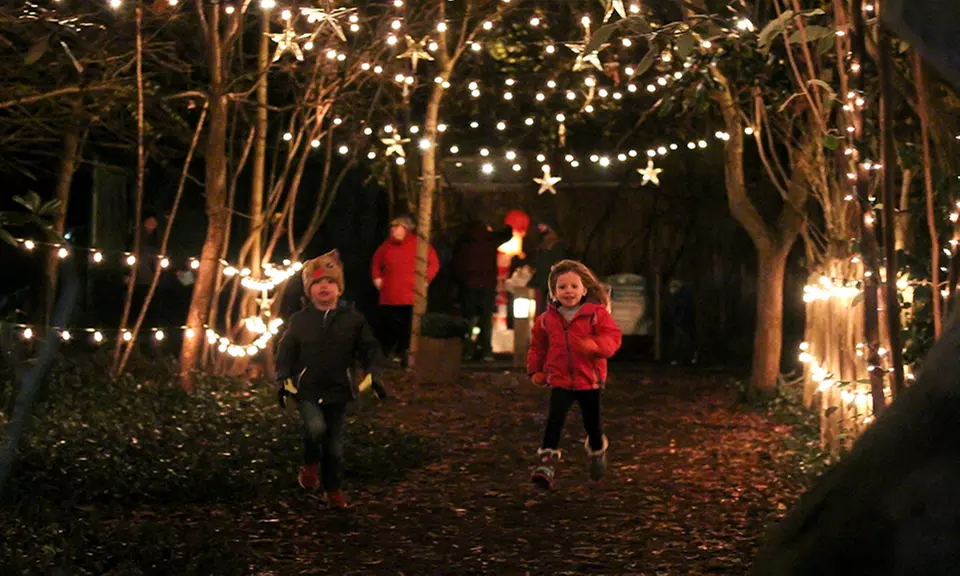 General Admission to Holiday Lights at the Chattanooga Zoo. Eight Options Available. - Primary Image