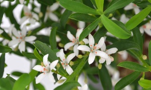 Eriostemon Gin and Tonic Plant 3-litre Pot