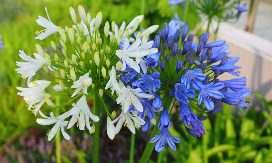 Image 13: Agapanthus Blue and White Collection - 6 or 12 Plants