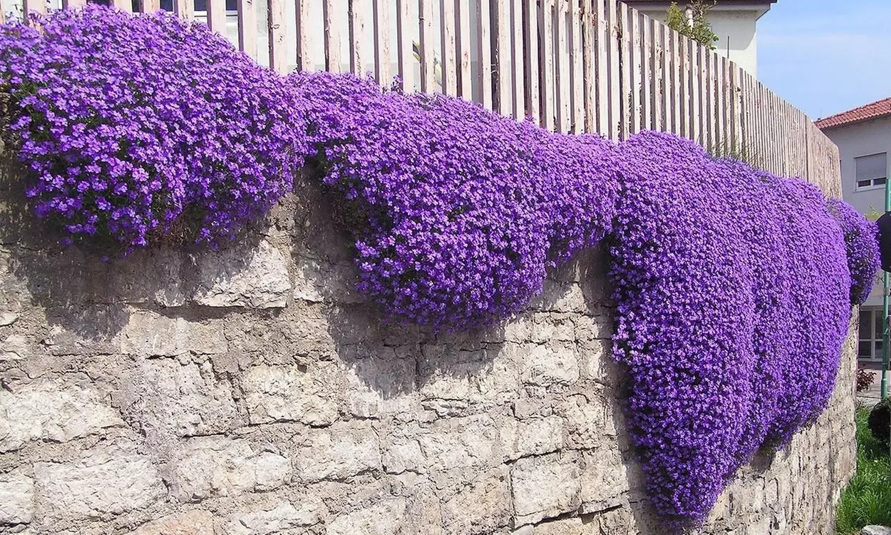 Creeping Thyme Carpet Flower Seed Mat (1-, 2-, 4-Pack with Soil Block) - Primary Image