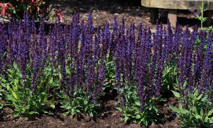 Image 1: Salvia Nemorosa 'Salvatore Deep Blue' - 12, 24 or 48 Plug Plants