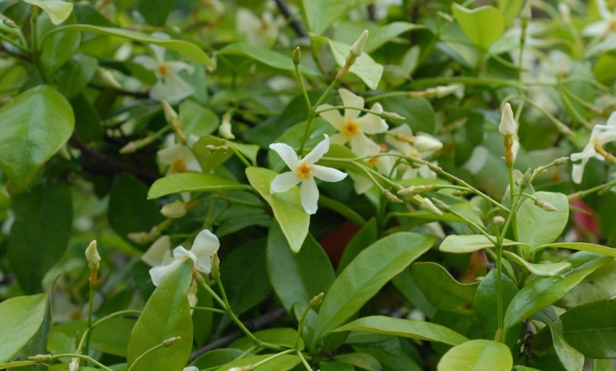 Image 5: Jasmine Trio Collection - 1 or 3 Potted Plants