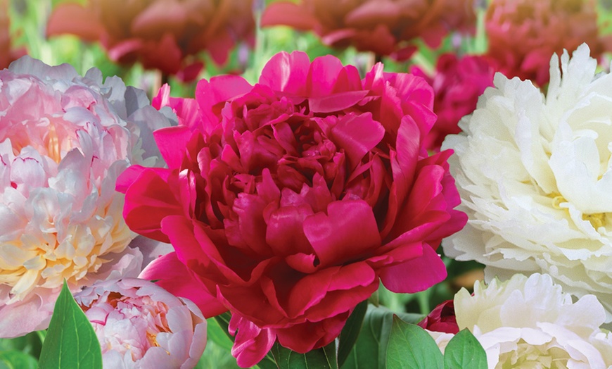 Image 3: Peony Collection Plants