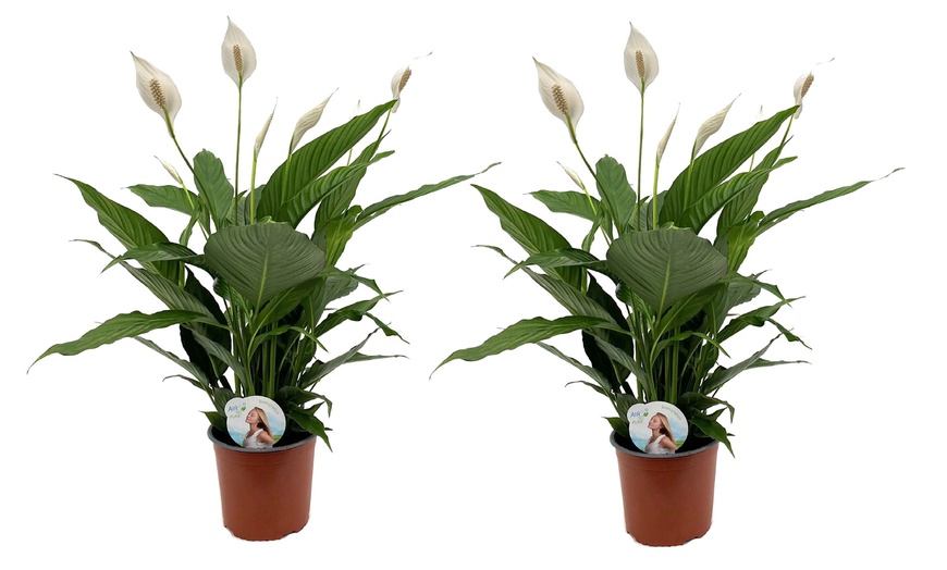 Image 1: Set van 2 Spathiphyllum 'Peace lily' lepelplanten
