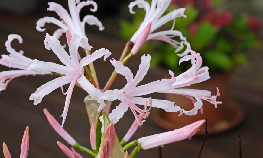 Image 5: Nerine Bowdenii Stefani Bulbs