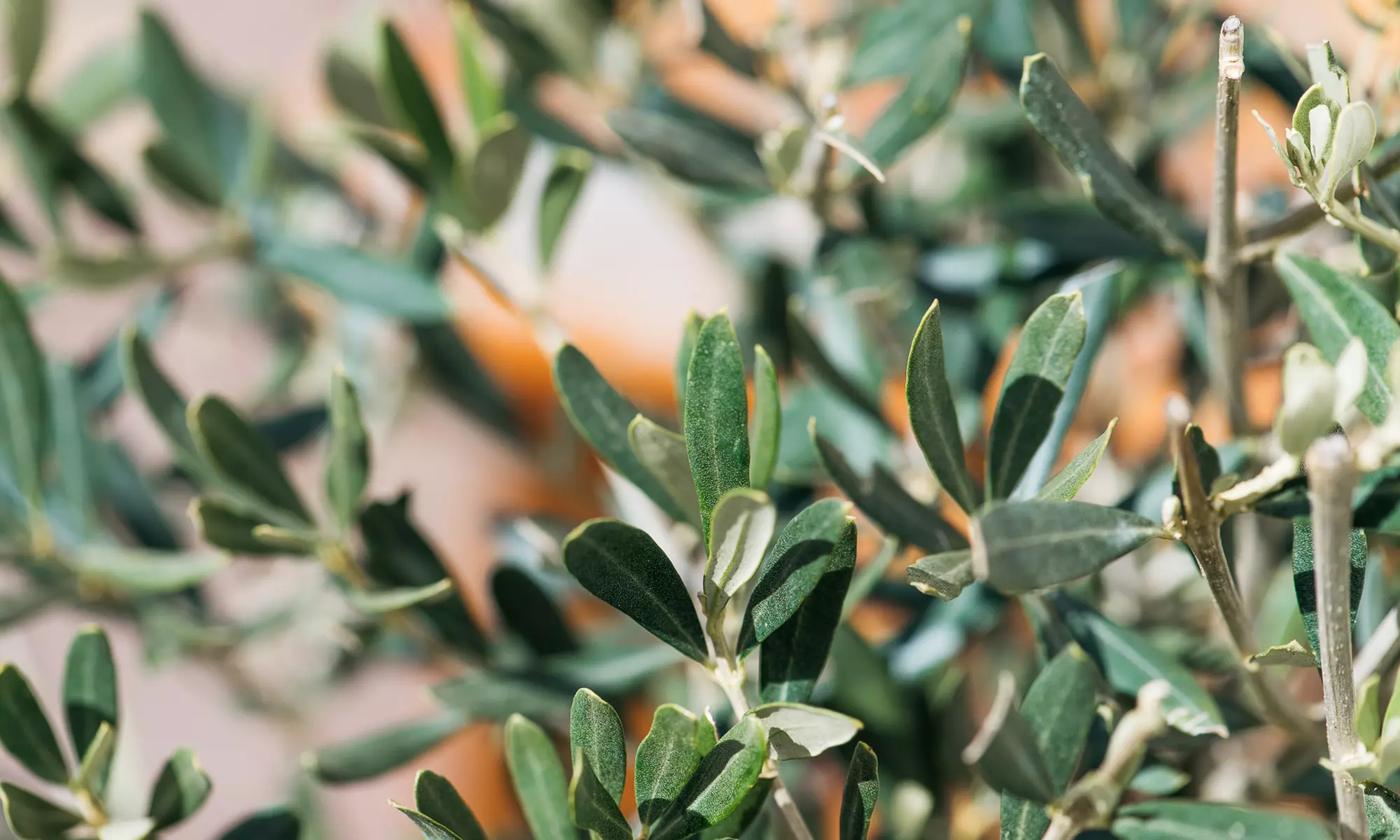 Bis zu 8x Olivenbäume