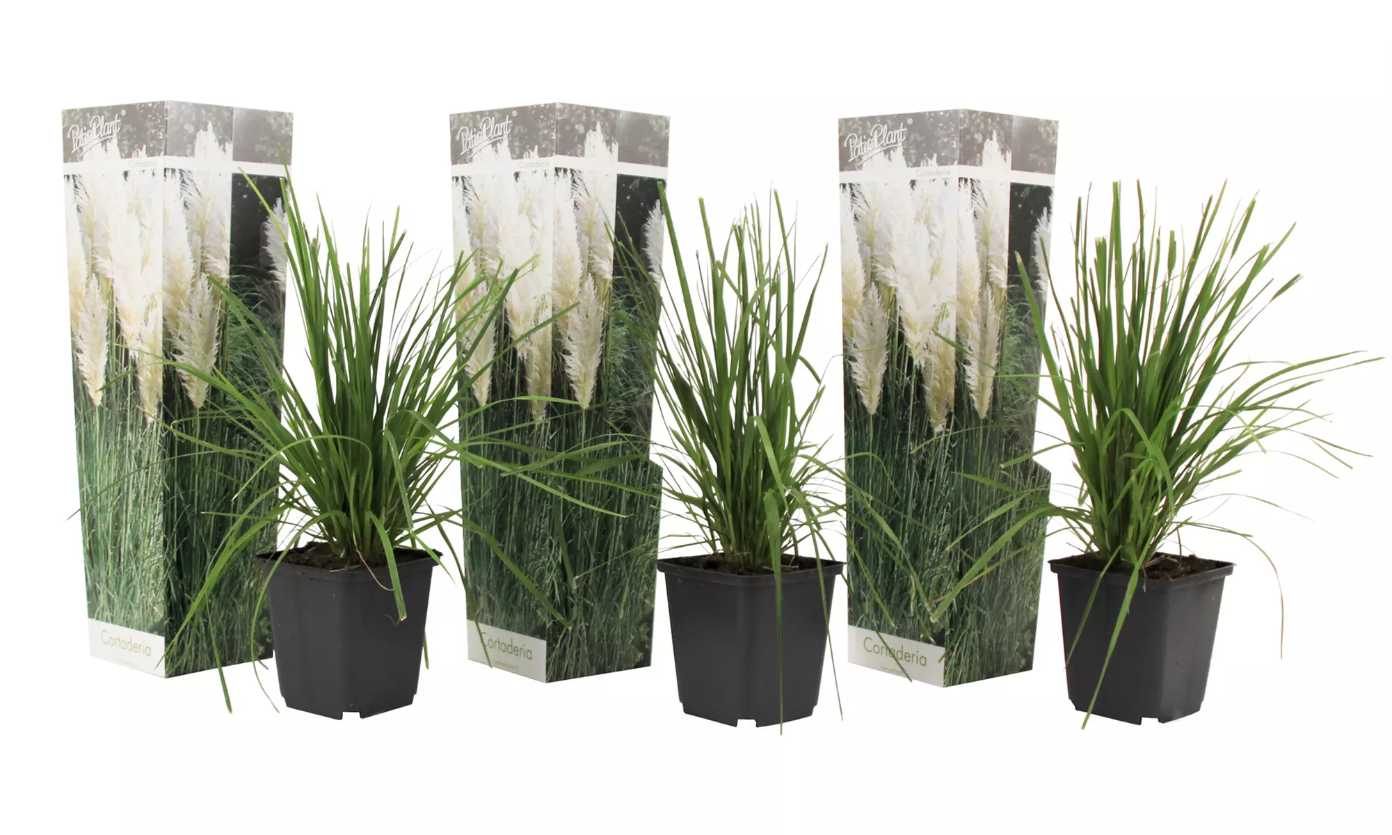 3er- oder 6er-Set Pampasgräser "Cortaderia selloana"
