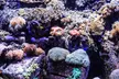 Explore Dubai’s Lost Chambers Aquarium: Tickets for One, Two, or Four at Royal Smart Tourism (Up to 33% Off) - Image 2