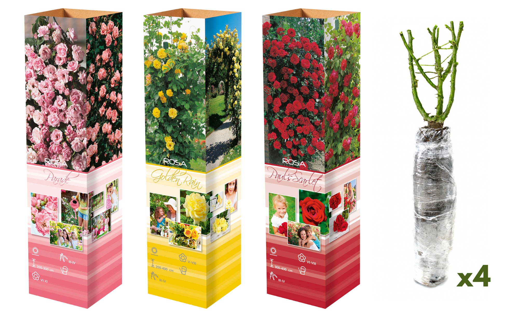 Plantes de roses grimpantes