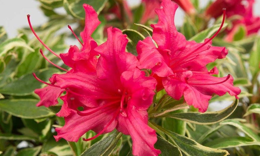 Image 2: Rhododendron Bollywood Plant