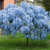 Image 1: Blue Chinese Wisteria Trees in Quart, 1 Gallon, and 3 Gallon Sizes with Free Shipping (Up to 15% Off)
