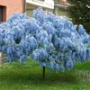 Blue Chinese Wisteria Trees - Cascading Fragrant Blooms in Quart, 1 or 3 Gallon Sizes, Outdoor Plants Free Shipping (Up to 15% Off)