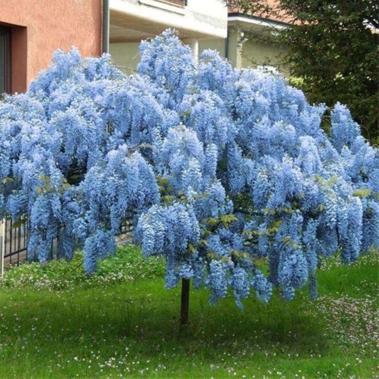 Blue Chinese Wisteria Trees in Quart, 1 Gallon, and 3 Gallon Sizes with Free Shipping (Up to 15% Off)