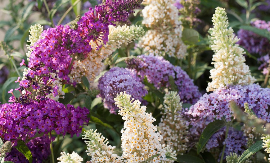 Image 1: 3 ou 6 plantes Buddleia de David