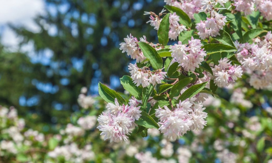 Image 7:  Mixed Hardy Shrub Collection - 8, 16 or 24 Plants