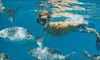 Snorkel Excursion for Two or Snuba Tour for Two from Destin Snorkel (Up to 53% Off)