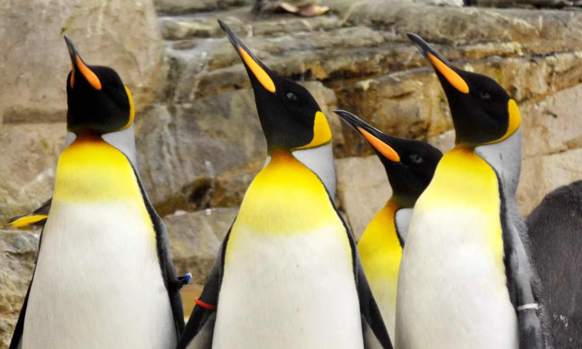 Entrada de día a elegir a Selwo Marina, Aventura y/o teleférico