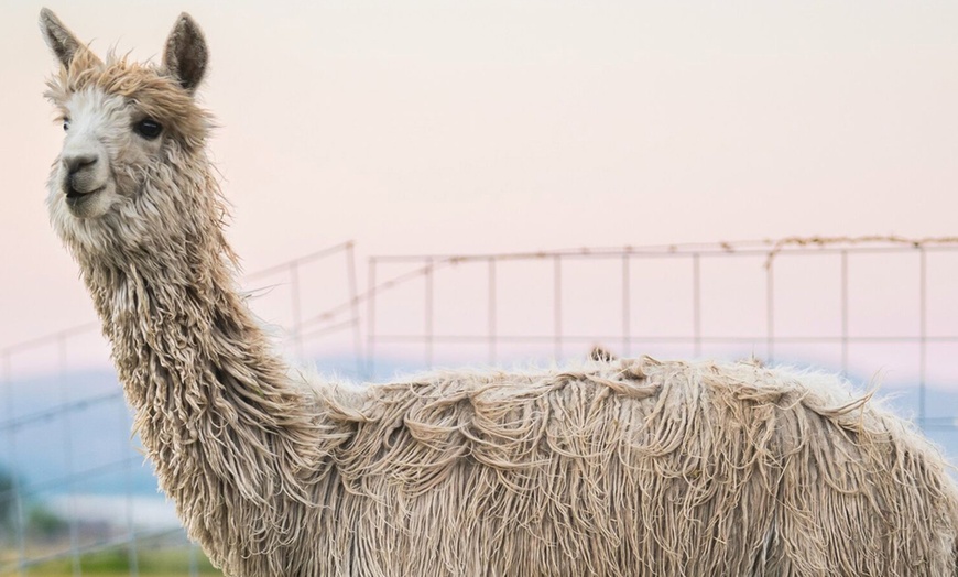 Image 2: Escape to Nature: 2-Night Camping & Alpaca Feeding Adventure